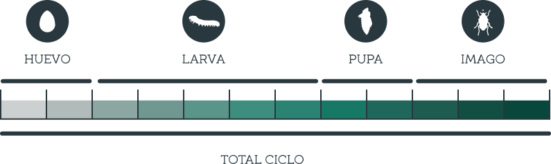 Cliclo de vida tenebrio