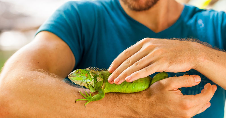 criadores de reptiles