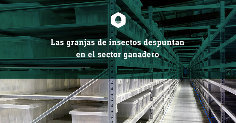 Las granjas de insectos despuntan en el sector ganadero