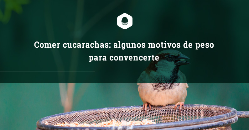 Comer cucarachas, motivos para convencerte