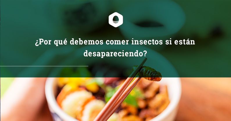 ¿Por qué debemos comer insectos si están desapareciendo?