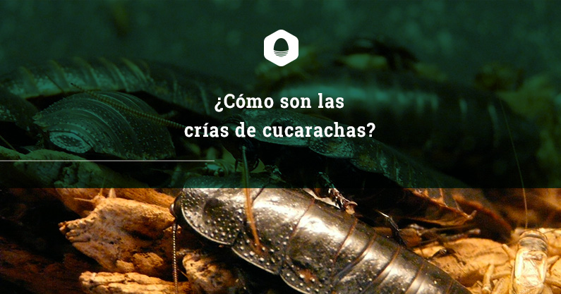 ¿Cómo son las crías de cucarachas?