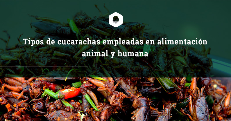 Tipos de cucarachas empleadas en alimentación animal y humana