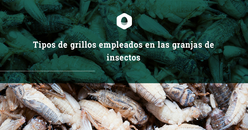 Tipos de grillos empleados en las Granjas de Insectos