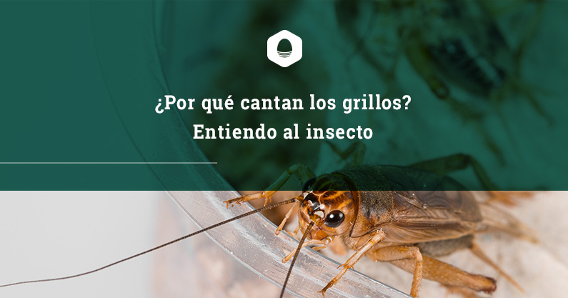 ¿Por qué cantan los grillos? Entiendo al insecto