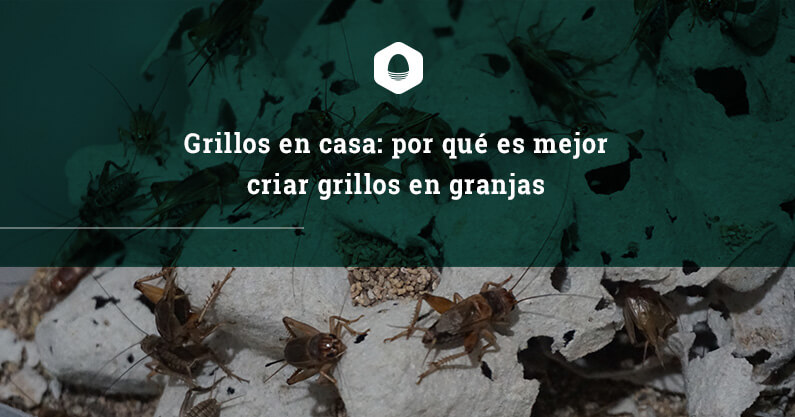 Grillos en casa: por qué es mejor criar grillos en granjas