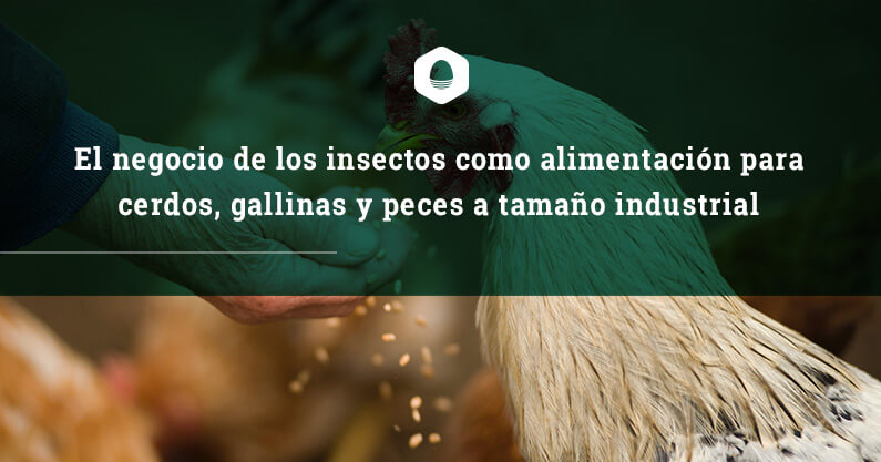 El negocio de los insectos como alimentación para cerdos, gallinas y peces a tamaño industrial