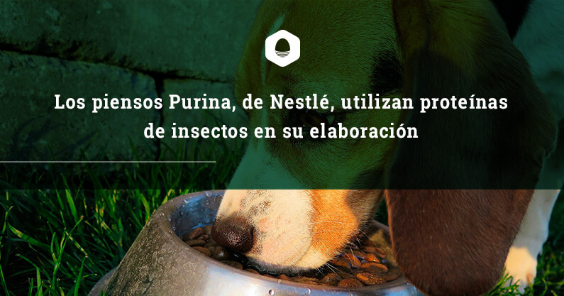 Los piensos Purina, de Nestlé, utilizan proteínas de insectos en su elaboración