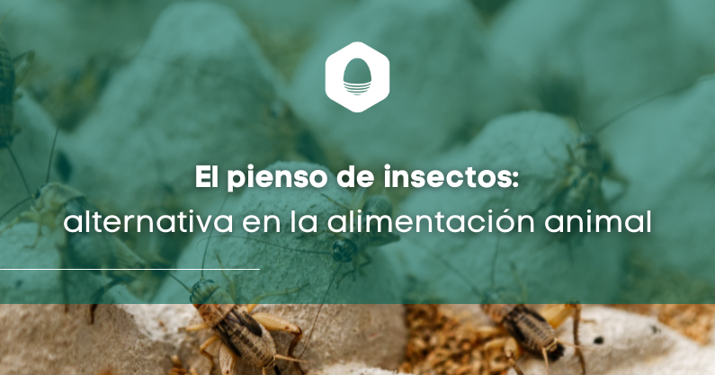 El pienso de insectos: alternativa en la alimentación animal