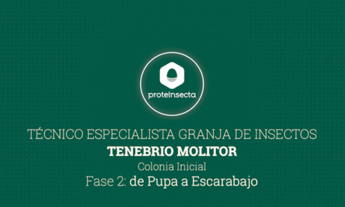 Técnico Especialista Granja de Insectos: Tenebrio molitor – Parte 2