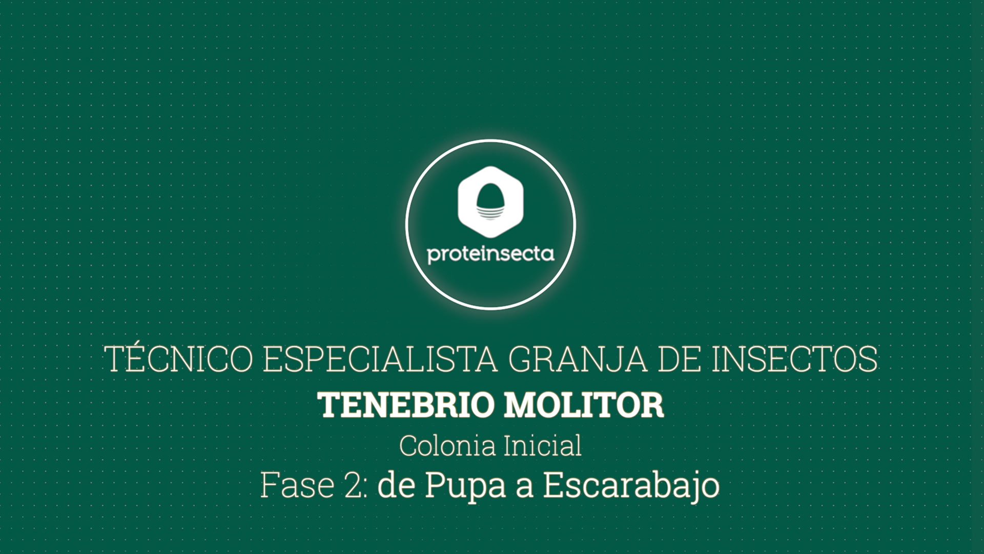 Tenebrio-Molitor-Parte-2