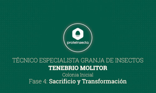 Técnico Especialista Granja de Insectos: Tenebrio molitor – Parte 4