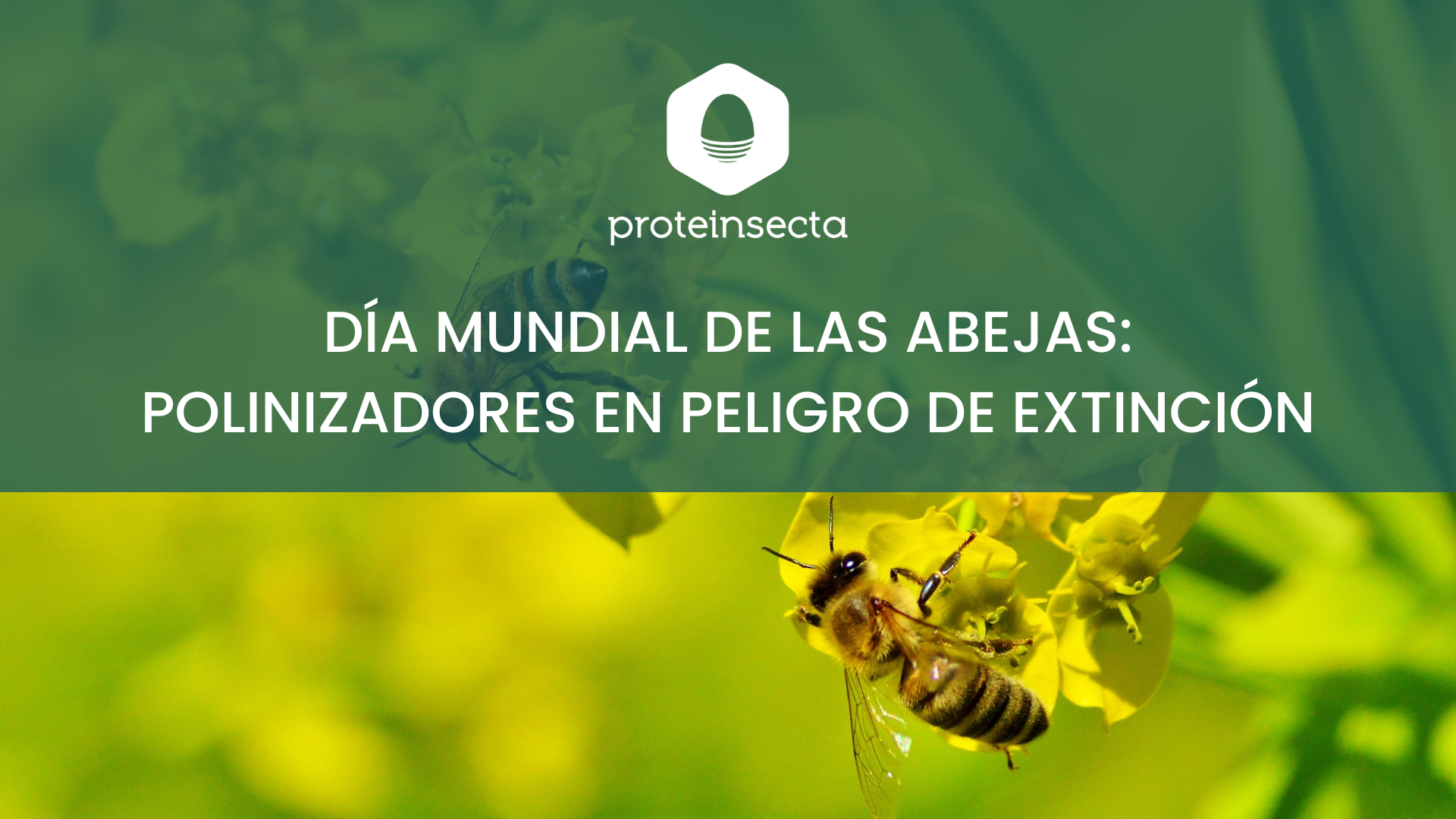 D铆a Mundial de las Abejas馃悵: polinizadores en peligro de extinci贸n