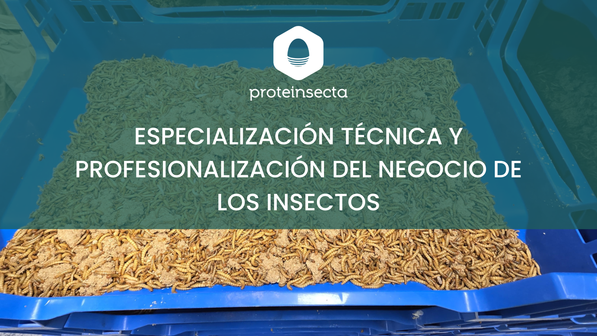 Especialización técnica y profesionalización del negocio de los insectos.